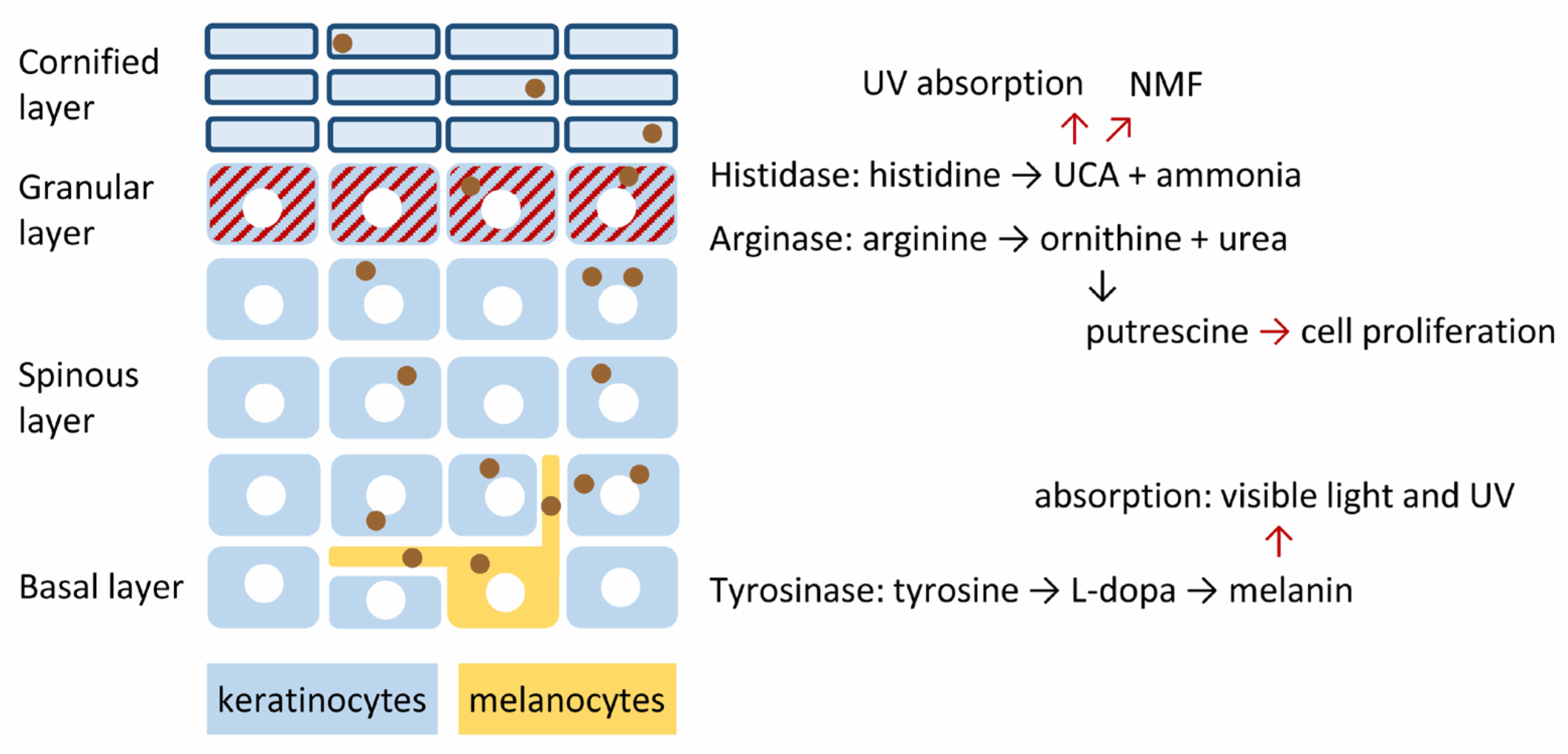 Amino Acid Metabolism Of The Skin Control By Specific Enzymes And 
