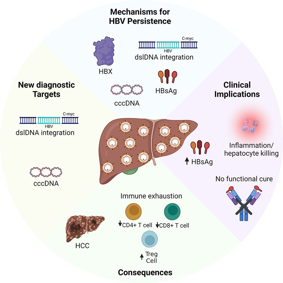 Chronic Hepatitis B Virus Persistence Mechanisms Consequences 