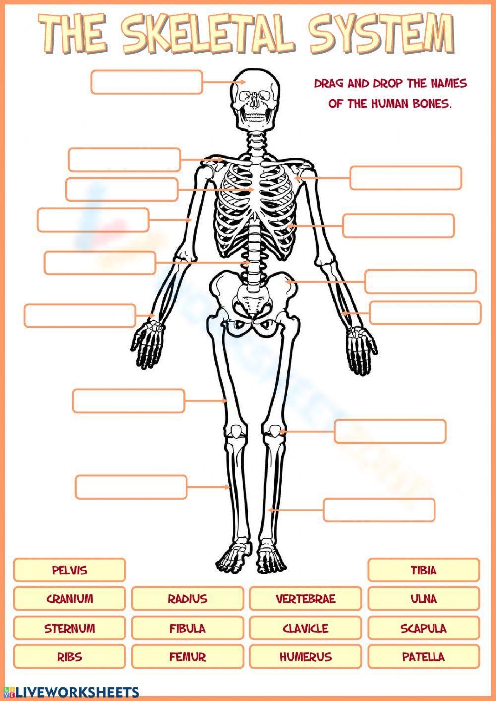 Free Printable Skeleton Worksheet