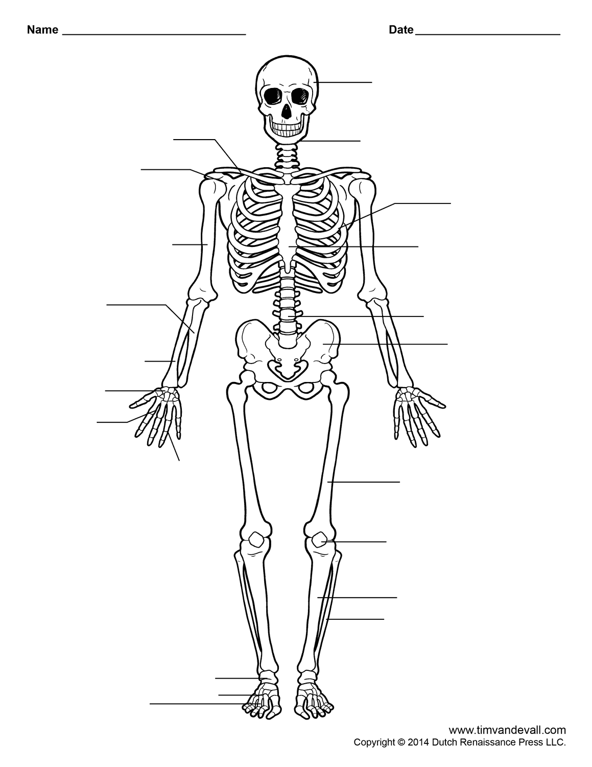 Printable Human Body Skeleton