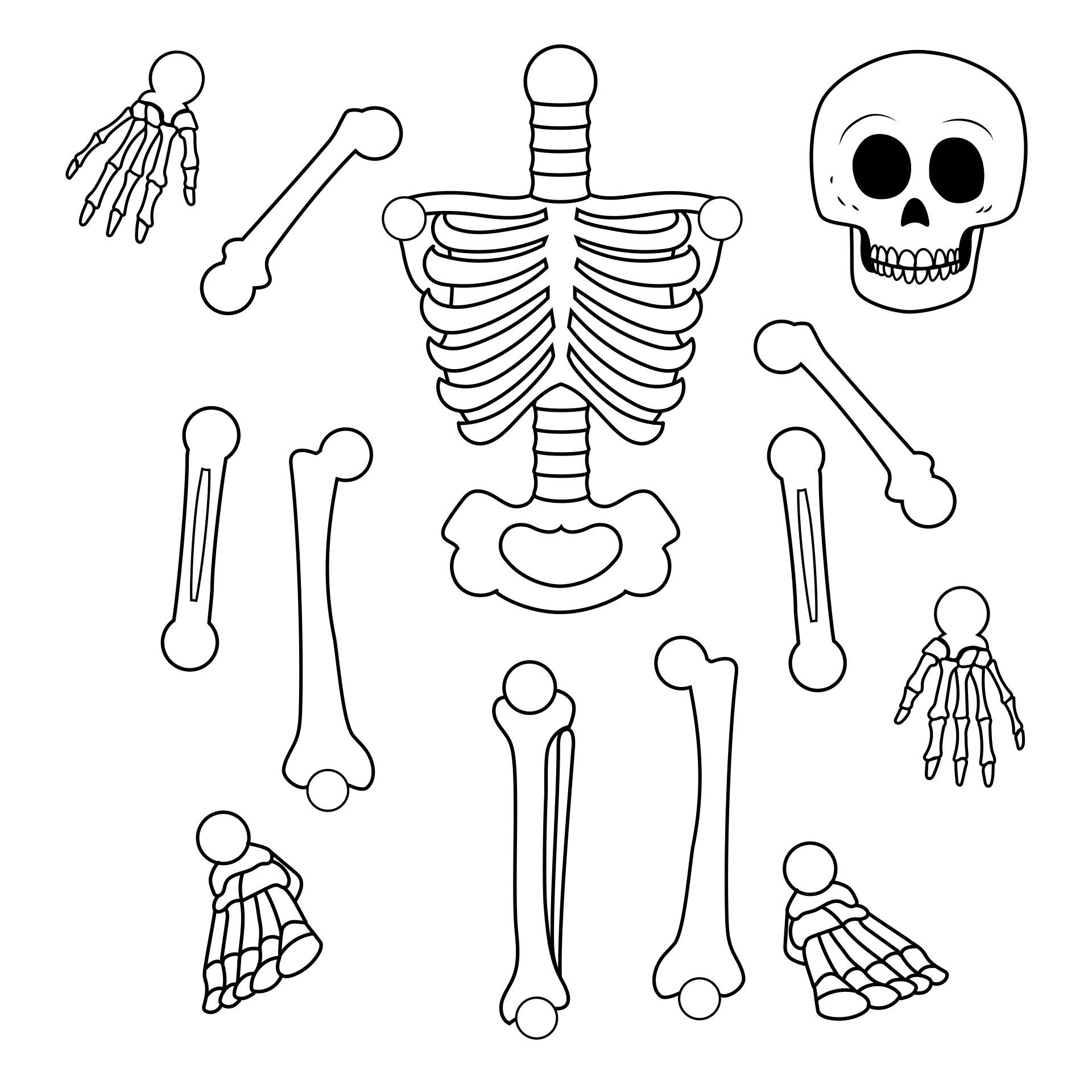 10 JRK Ideen Anatomie Lernen Anatomie Und Physiologie 