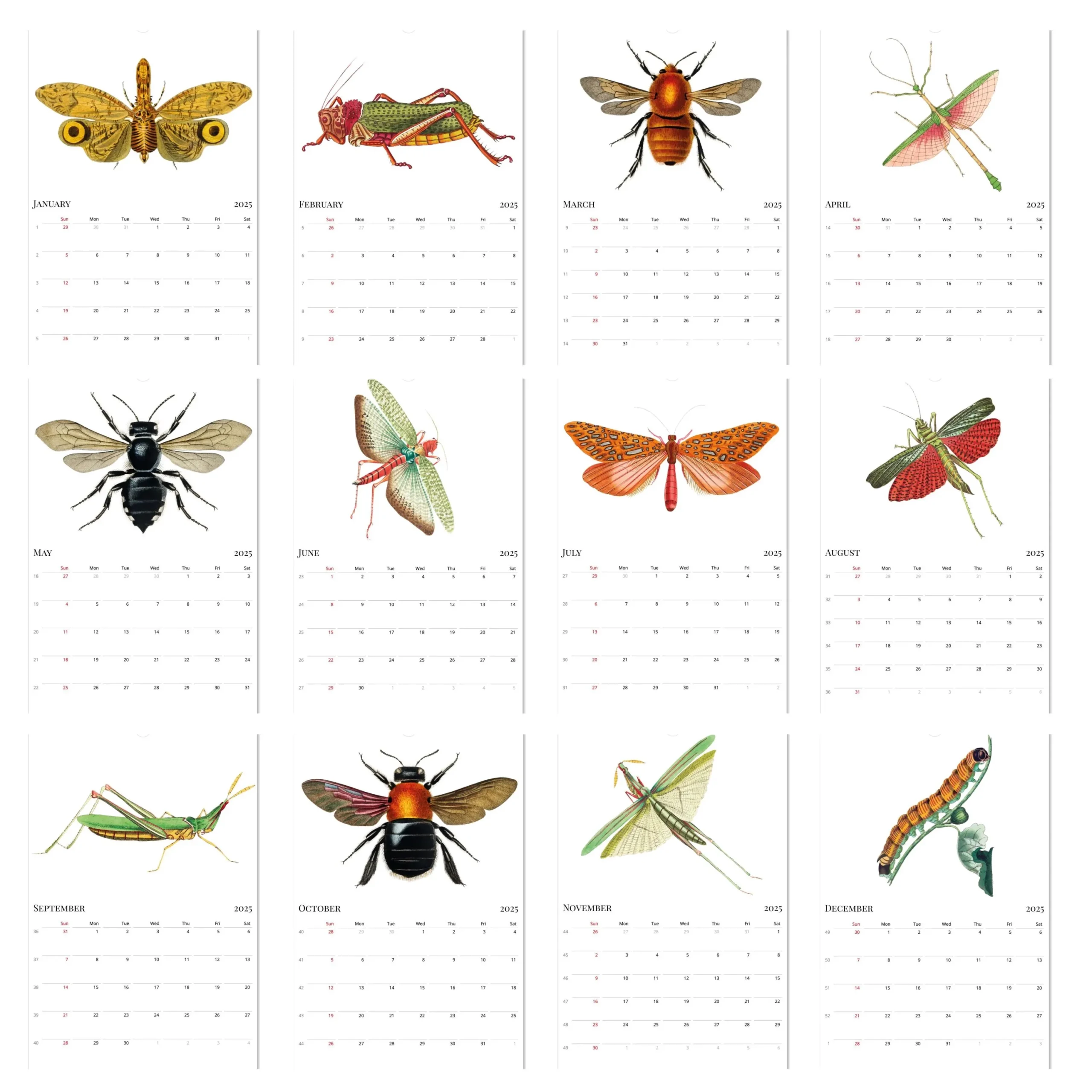2026 Wall Calendar Insect Calendar Bugs Calendar Entomology 