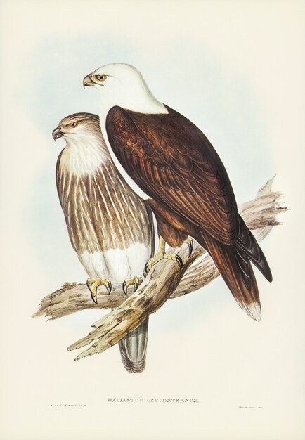 Free Printable Eagles Pictures