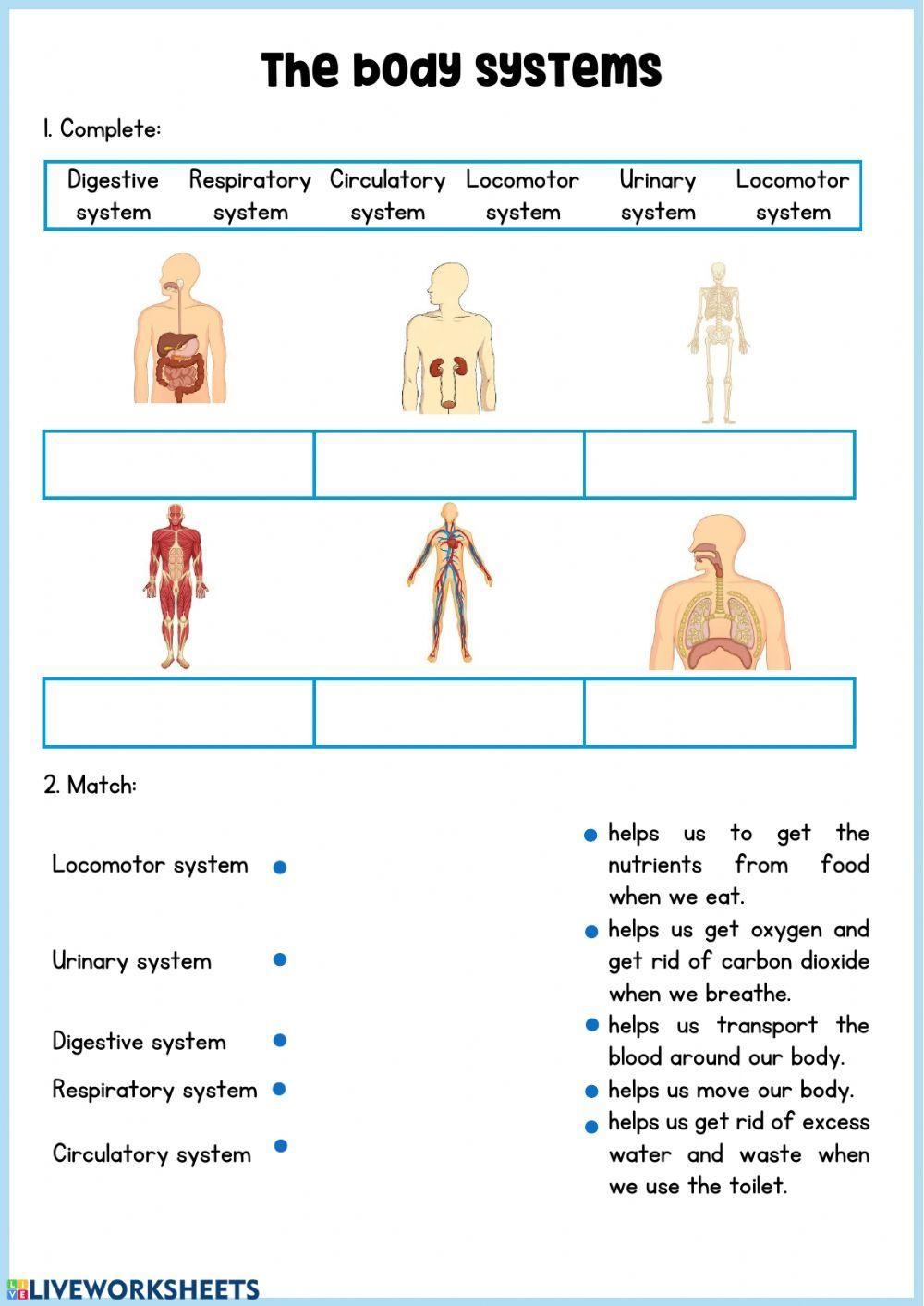 Free Printable Human Body Systems Worksheets