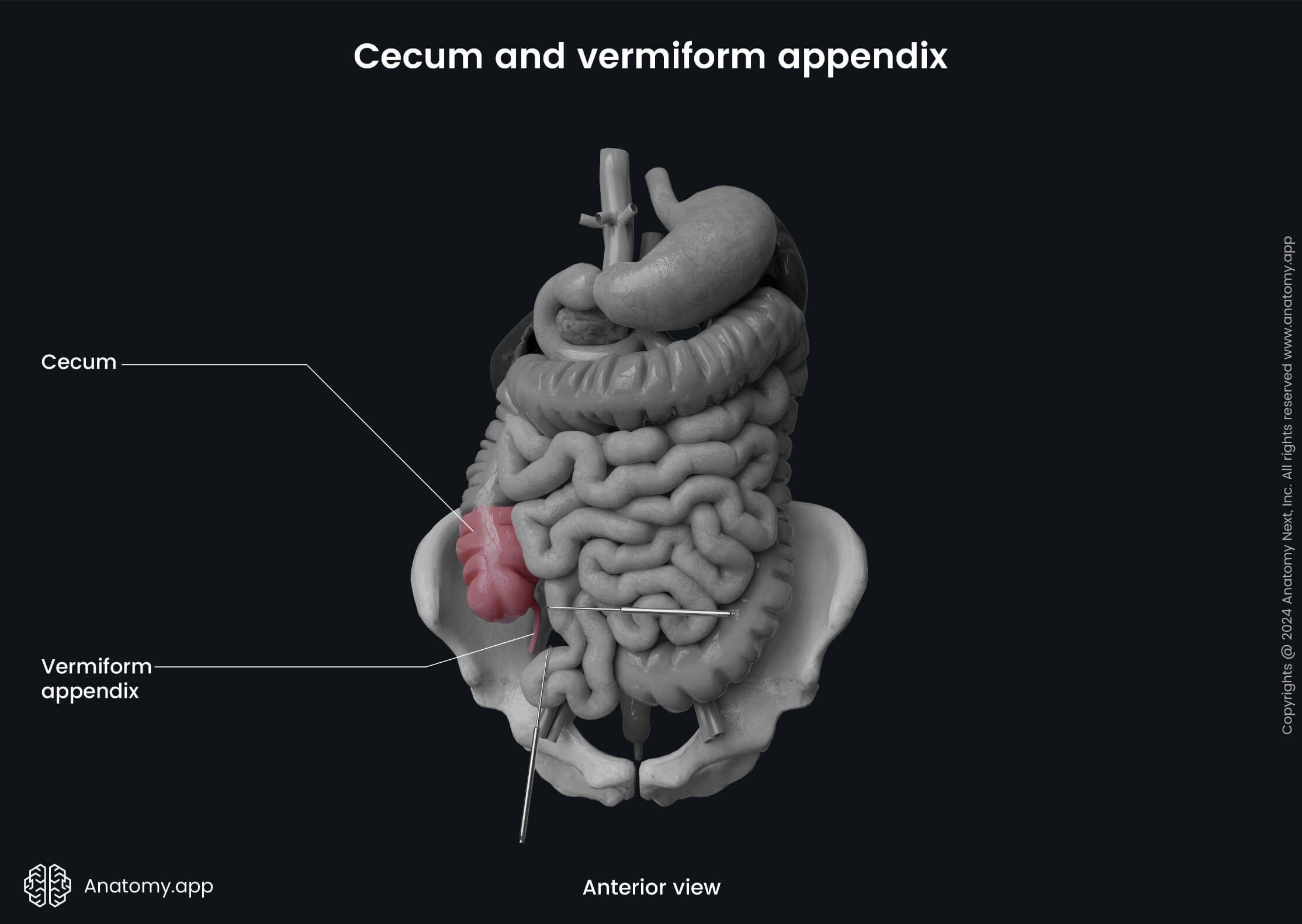 Appendix 8 Form 2024