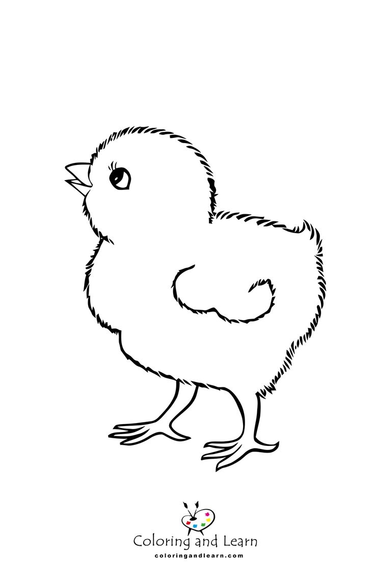 Chick Coloring Pages Coloringandlearn