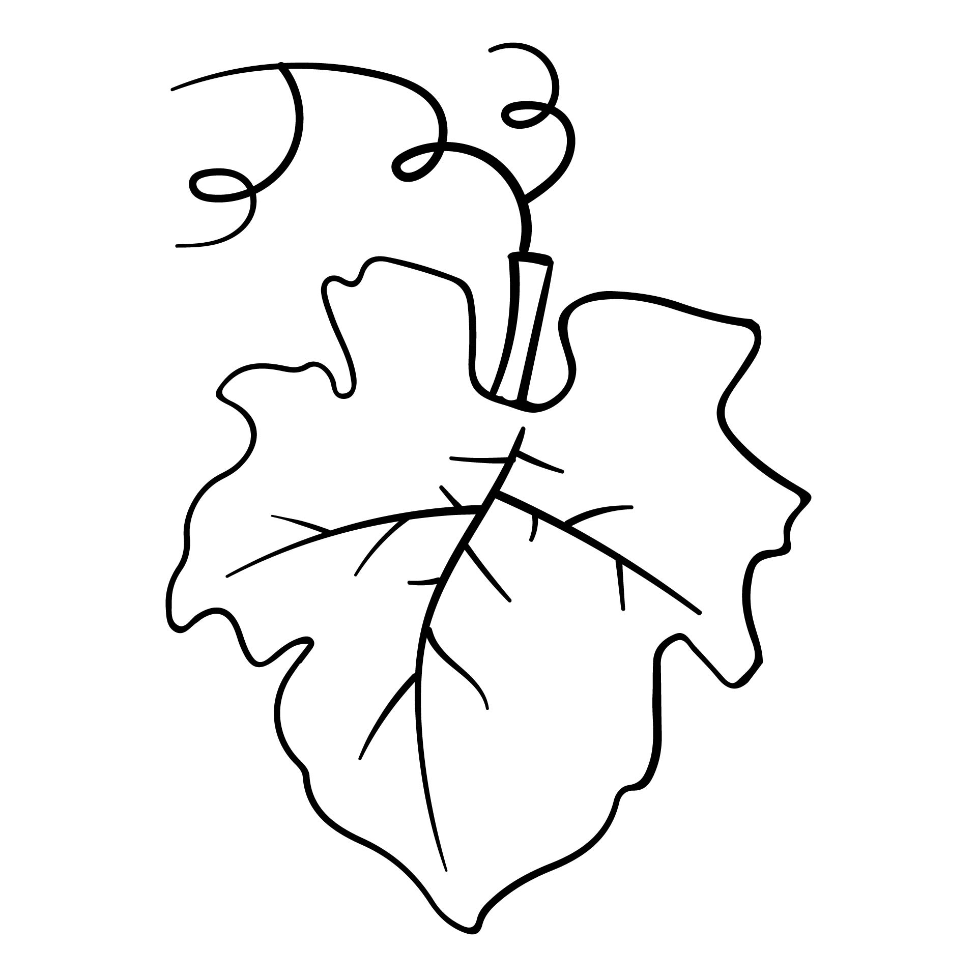 How To Draw A Pumpkin Leaf