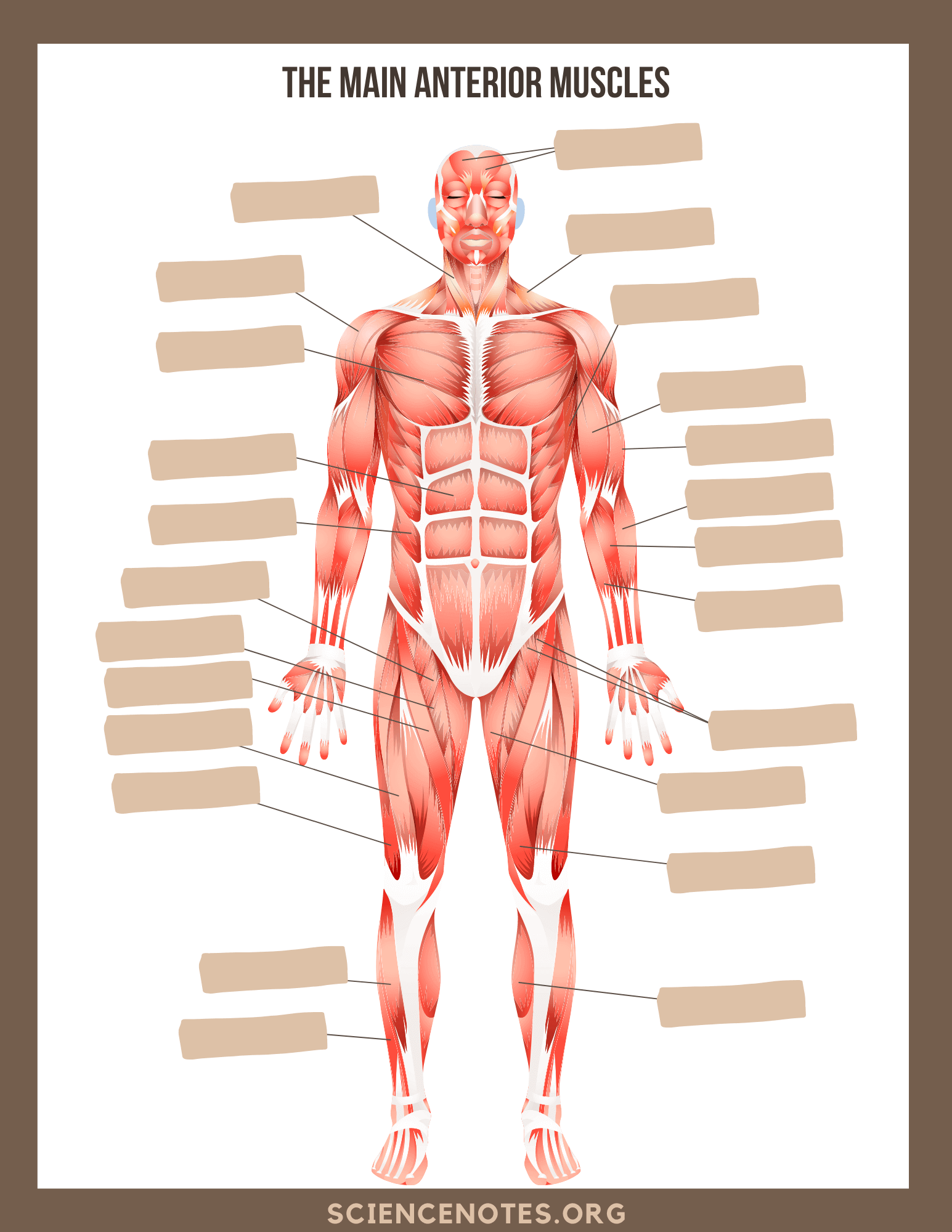 Anatomy And Physiology Printable Worksheets