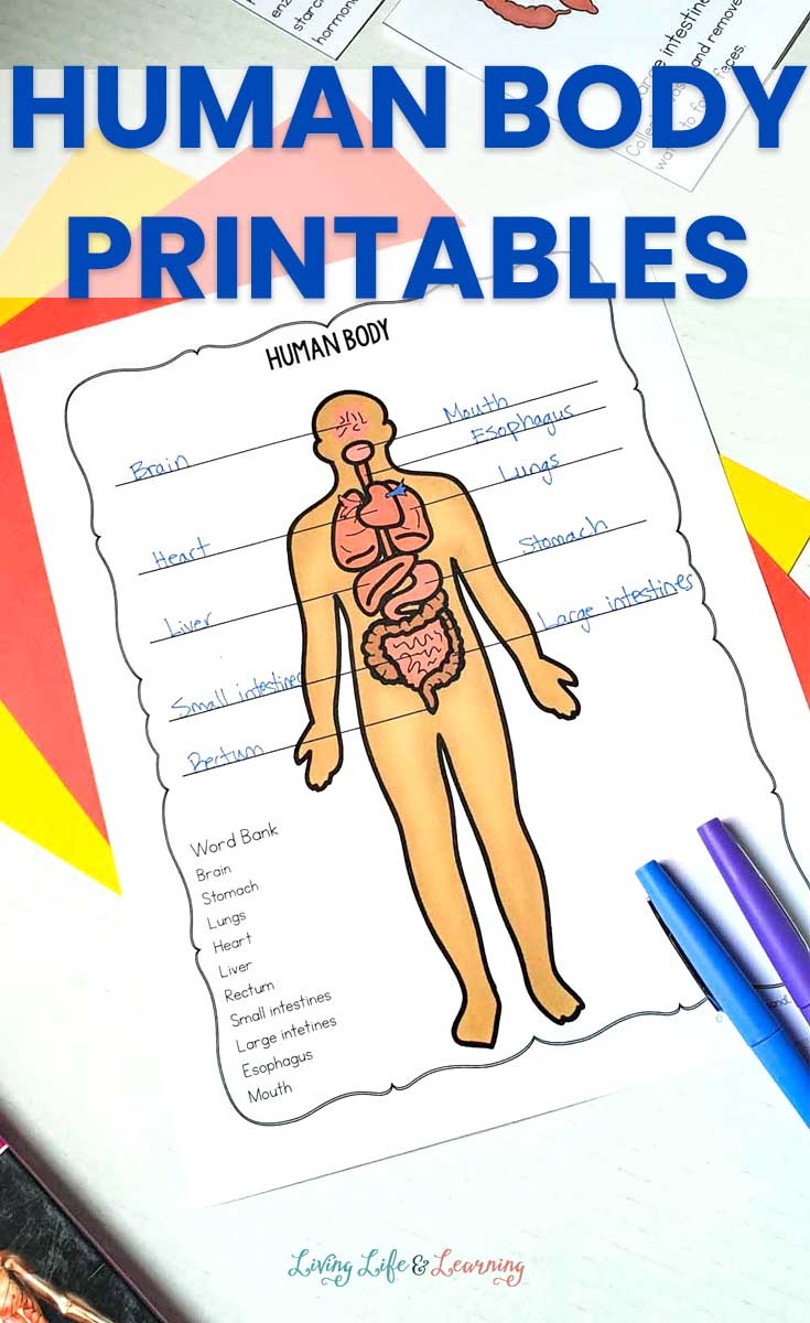 Free Printable Human Body Worksheets