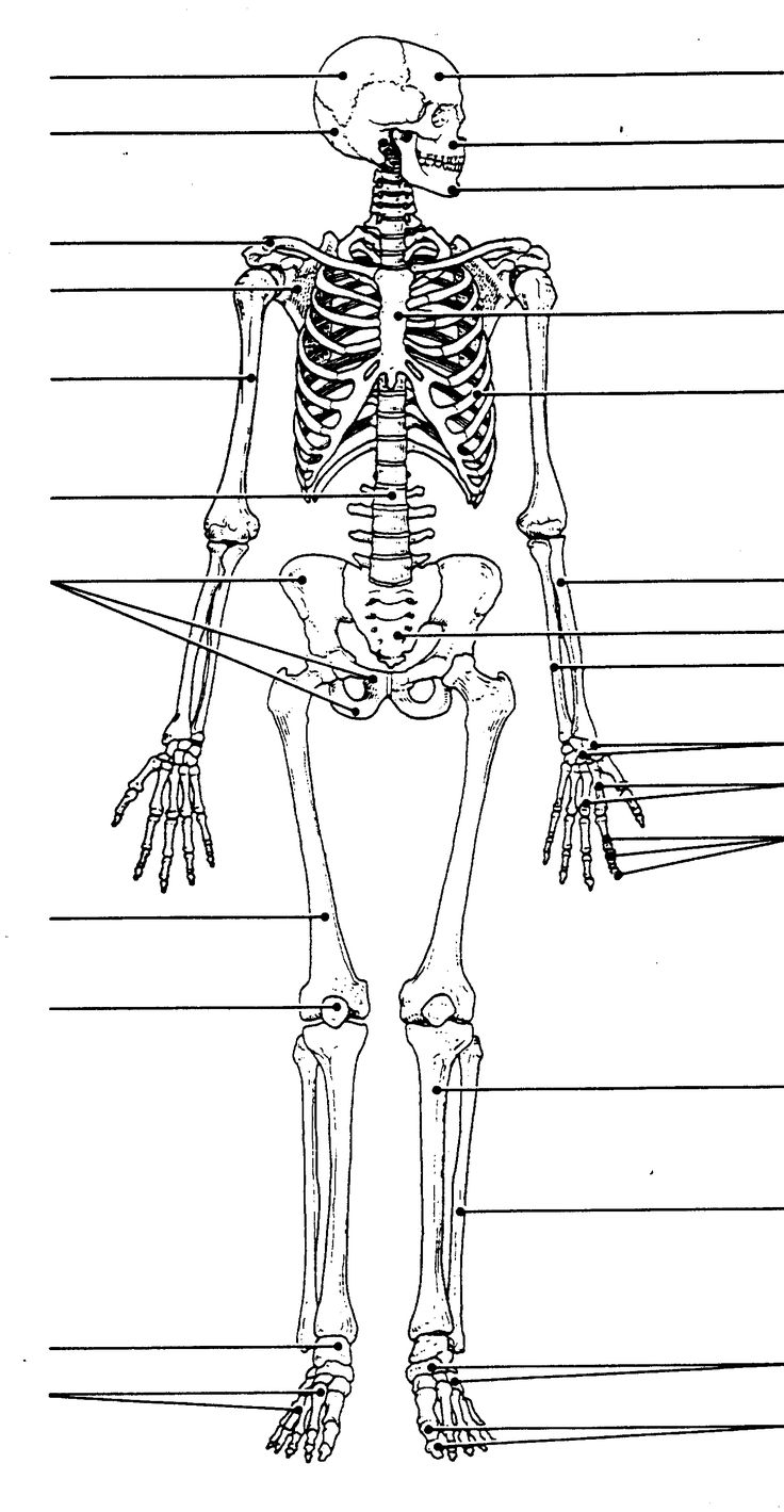 Printable Skeleton Labeling Worksheet