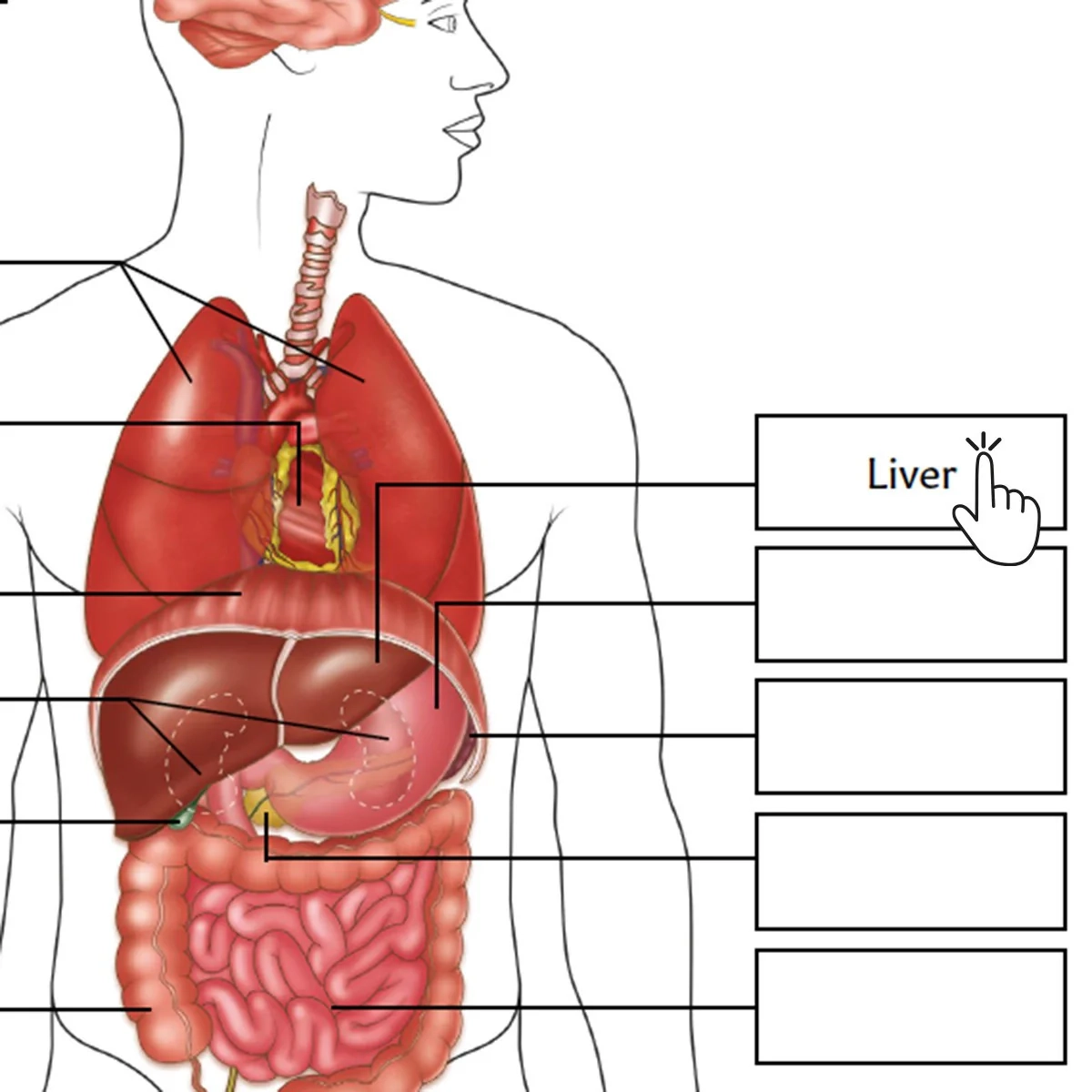Organs Of The Body Poster Worksheet Interactive amp Printable PDF 