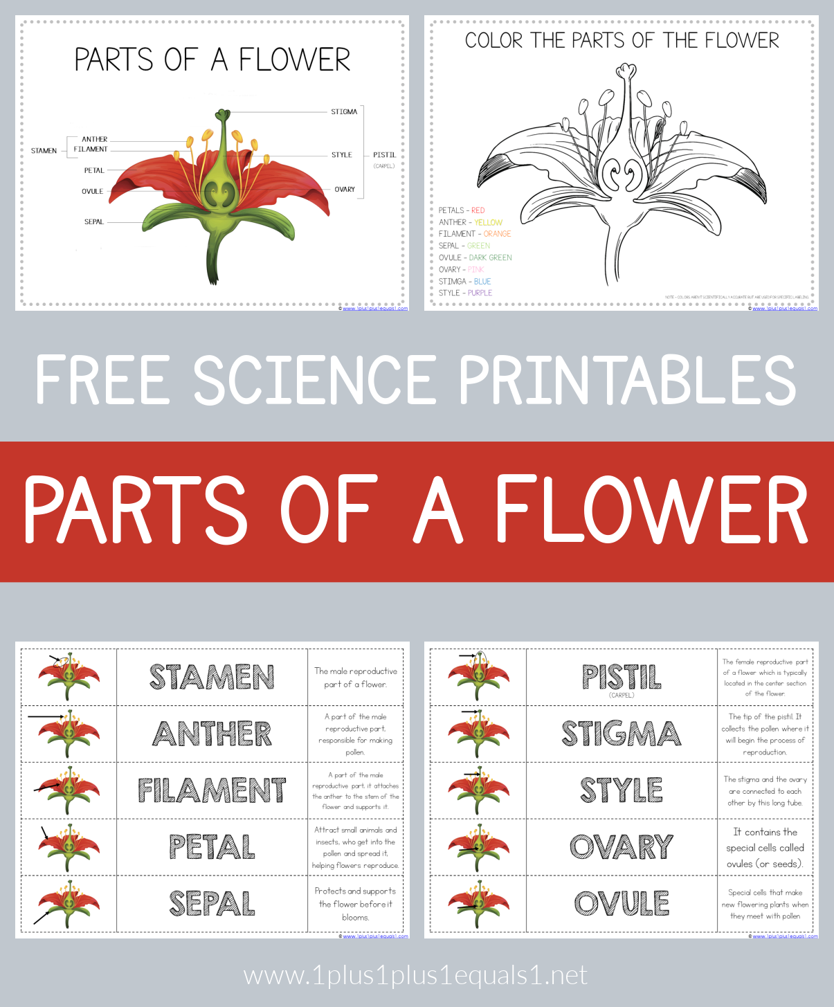 Free Printable Parts Of A Flower Worksheet