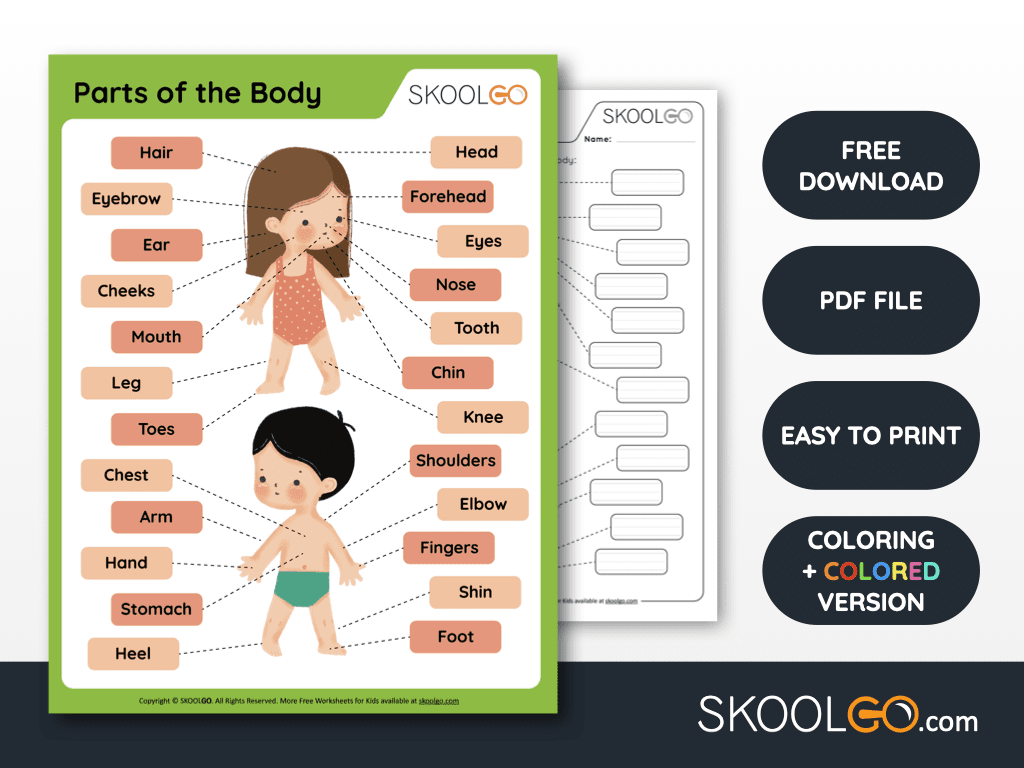 Parts Of The Body Free Worksheet SKOOLGO