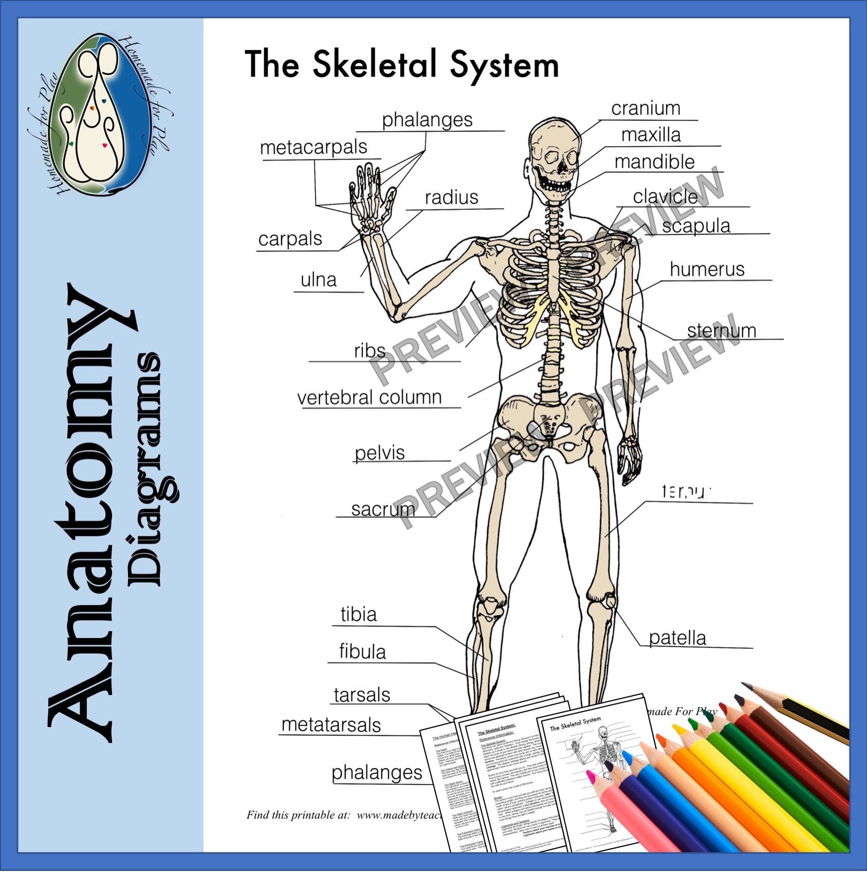 Human Skeleton Diagram For Kids Printable