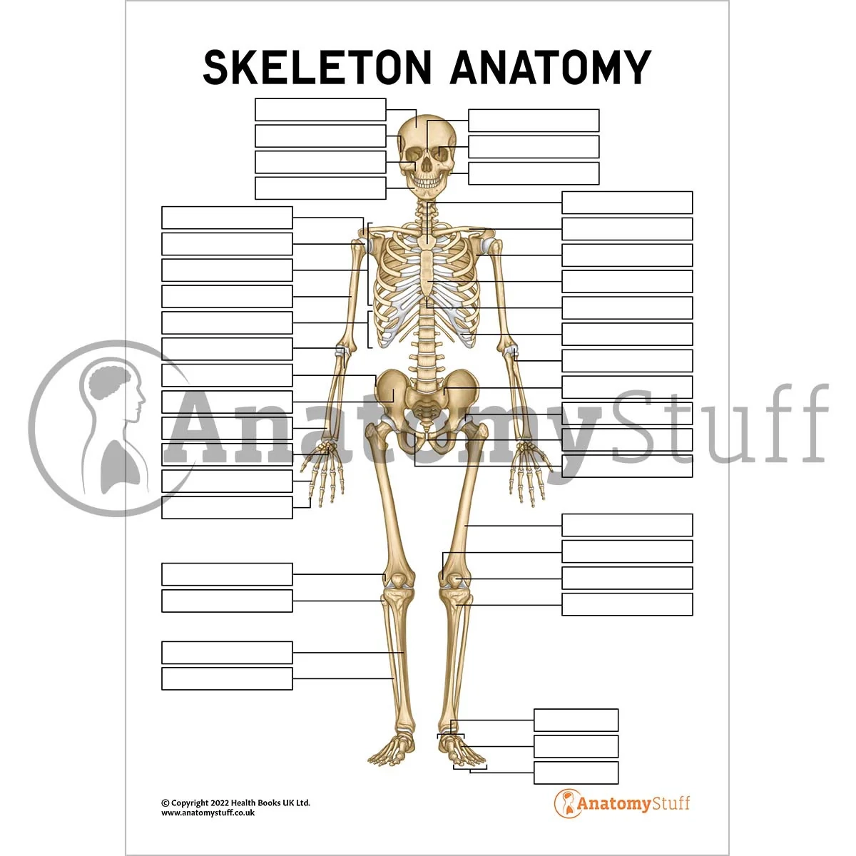 Free Printable Human Skeleton Diagram